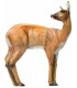 SRT 3D TARGET ROEBUCK VSE FEMALE