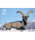 SRT 3D TIER IBER.STEINBOCK LIEGEND