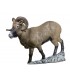 RINEHART 3D 367 CORSICAN RAM