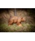 C.POINT SAGOMA 3D ORSO BRUNO