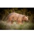 C.POINT SAGOMA 3D ORSO BRUNO