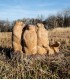 RINEHART 3D PRAIRIE DOG COTERIE