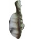 ELEVEN 3D TARGET BABY DINO